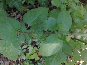 Scutellaria columnae